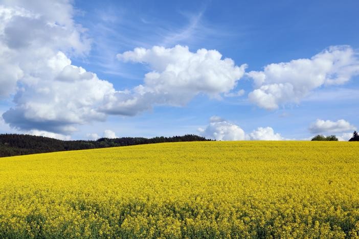 Rapsfeld und blauer Himmel