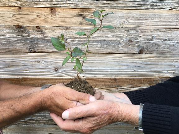 Ein jüngerer Mann übergibt einem älteren Mann einen Setzling